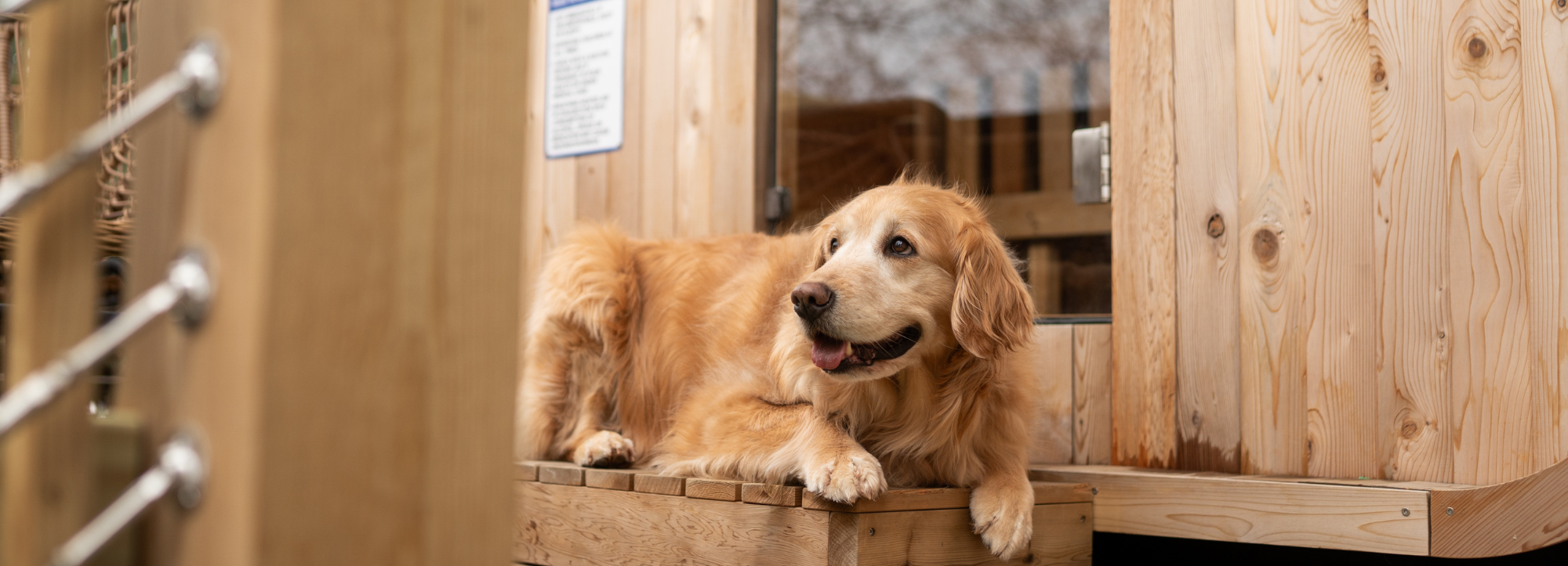 A Vermont Getaway for You & Your Pet