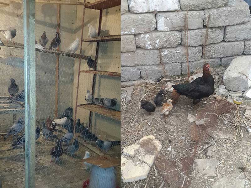 Iraqi Chicken Farm
