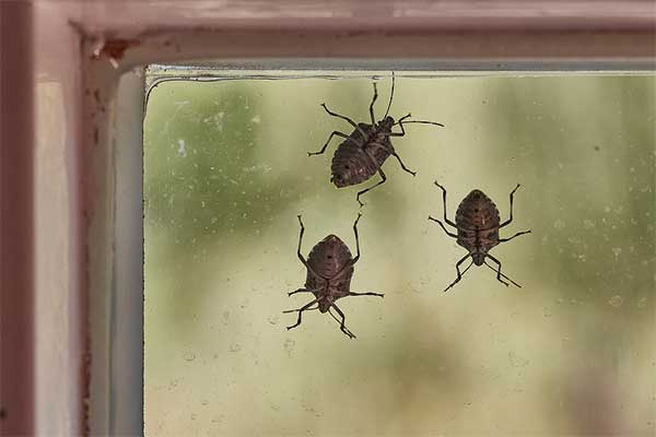 Stinkbugs