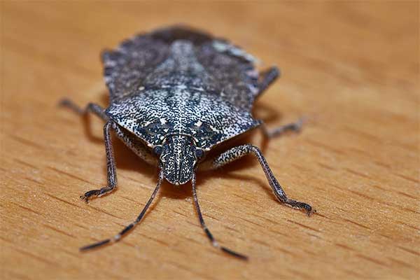 Stinkbugs