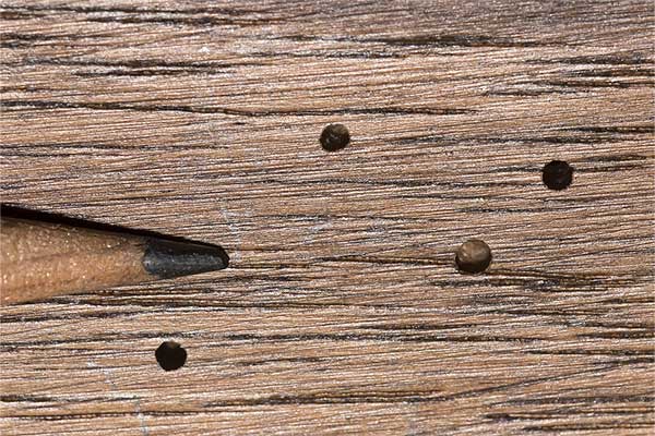 Powderpost Beetles
