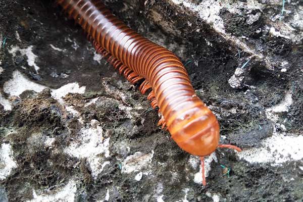Millipedes