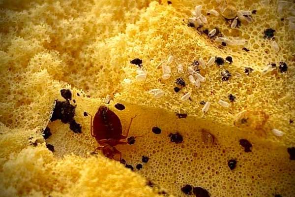 Bed Bugs