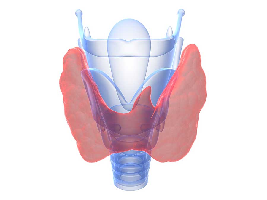 Thyroid