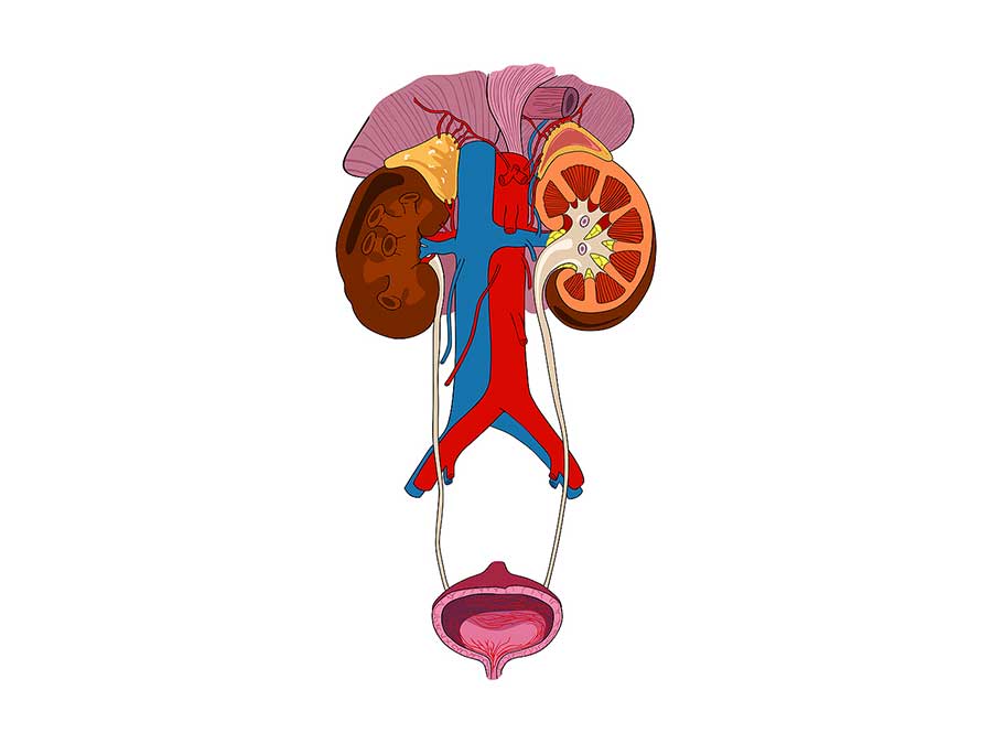 Renal/Kidneys