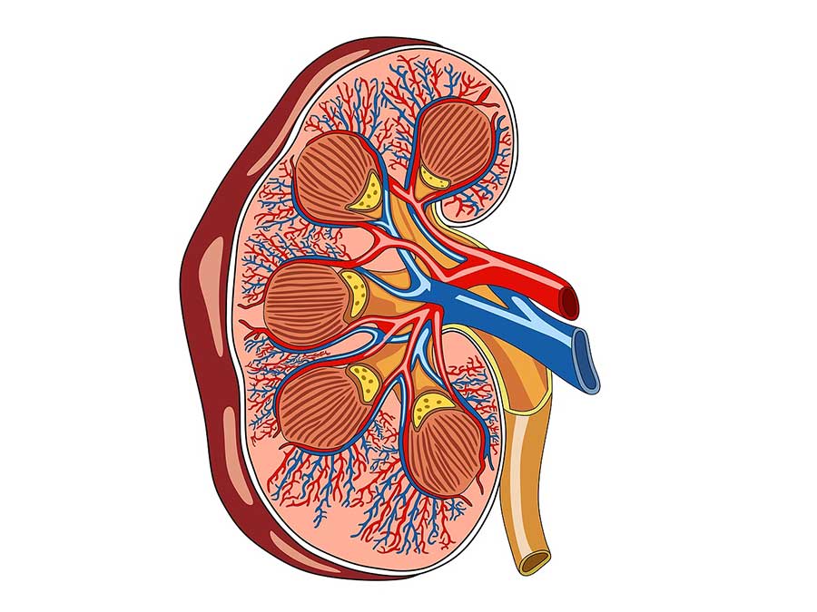 Renal Arteries