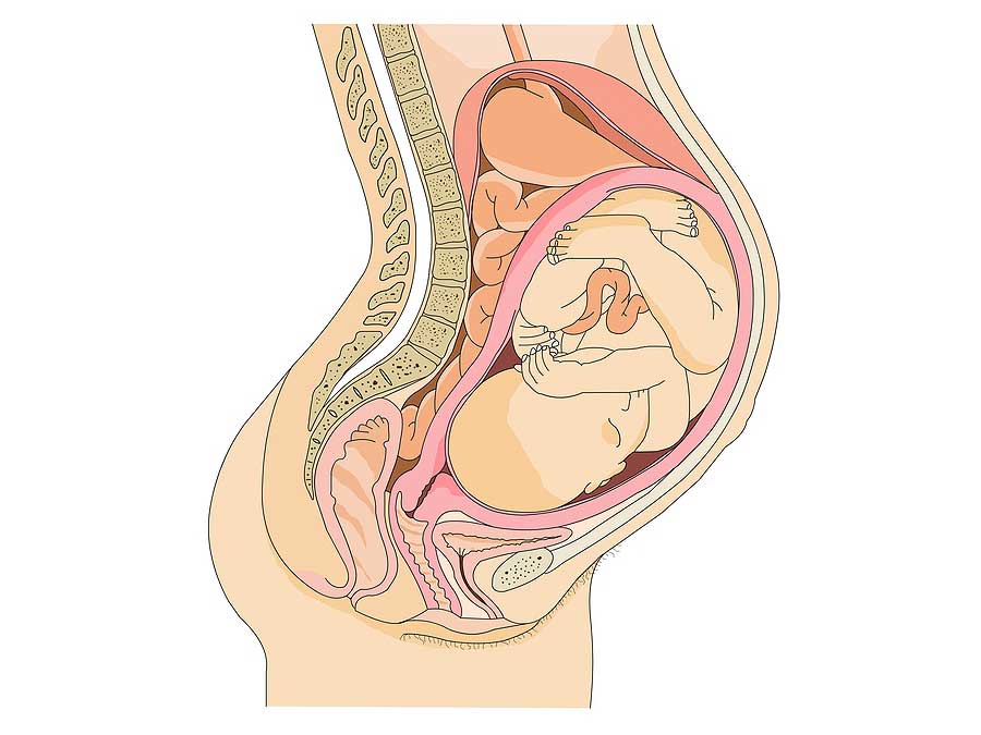 Obstetrical (up to 14 weeks)